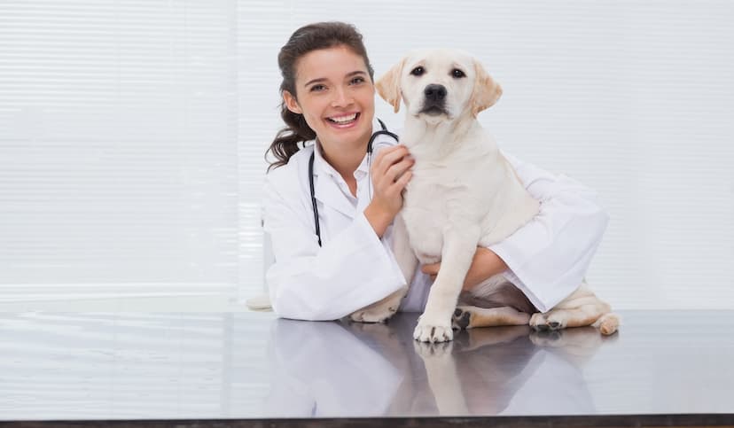 Credit Card & Payment Processing for Veterinarians
