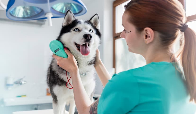 Credit Card & Payment Processing for Pet Care